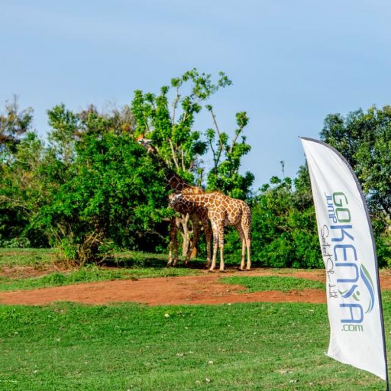 Giraffes waiting for parachutes